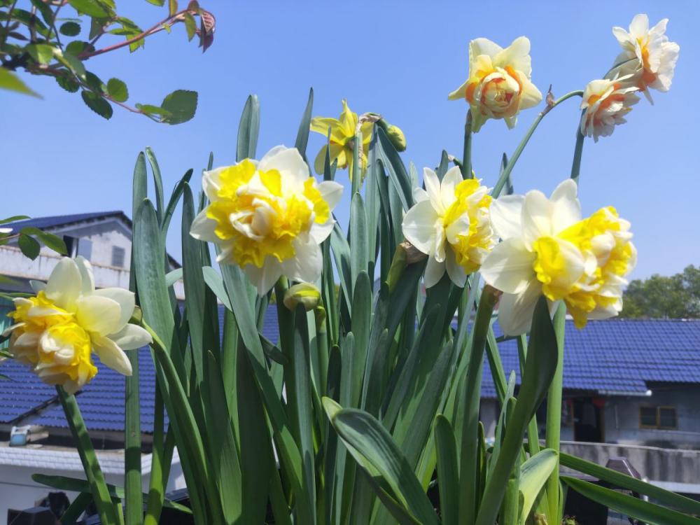 杨水仙也是属于球根类的花卉,每年的11月-12月份适合种植,开花的时候