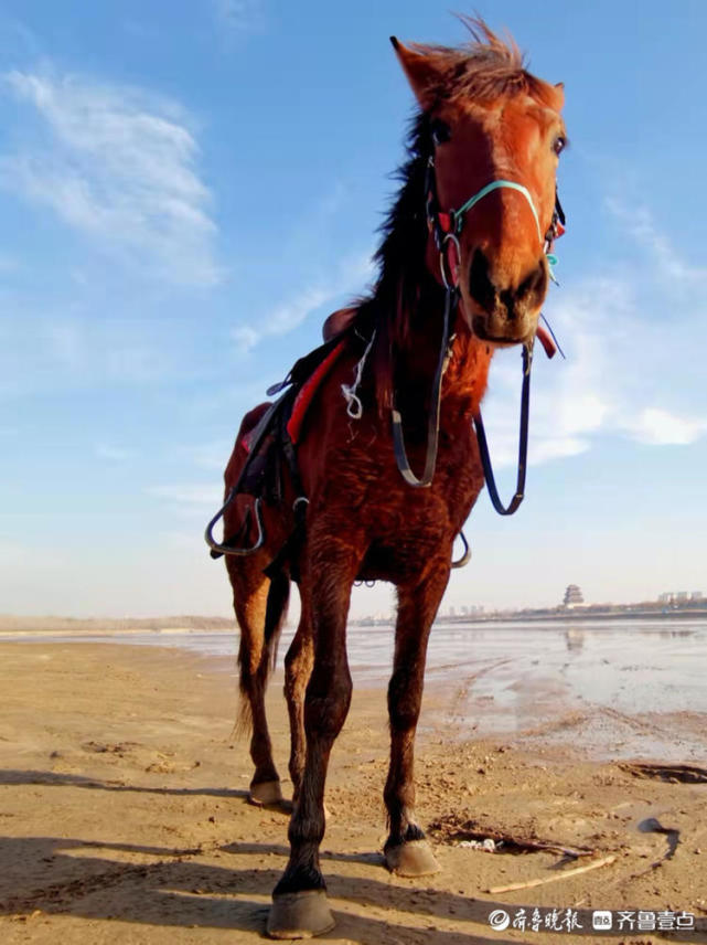放马黄河边_腾讯新闻