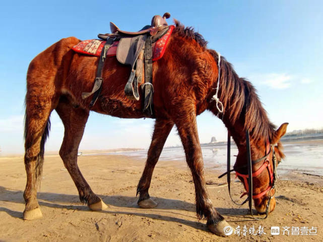 放马黄河边_腾讯新闻