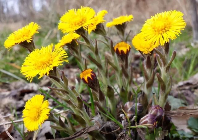 打开腾讯新闻,查看更多图片 >附1:甘蔗百合款冬花茶:功效:适用于肺