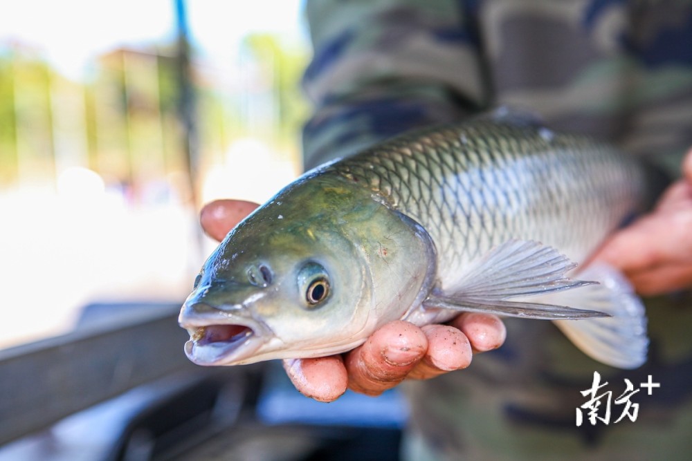 梅州杉里村养鱼养出"新花样"_腾讯新闻