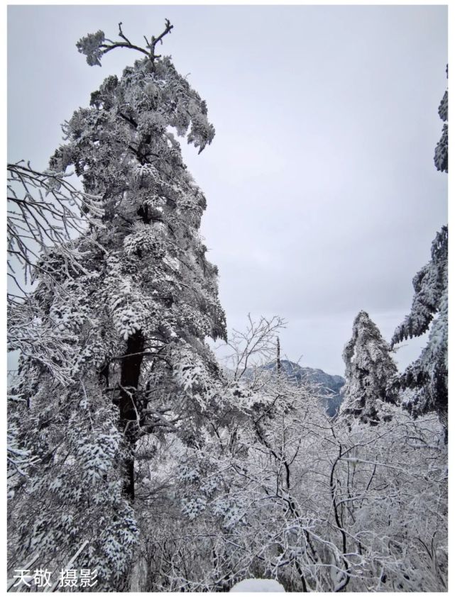 金頂空庭滿山雪,玉宇流雲擁瓊瑤——峨眉山雪景(天敬攝影)