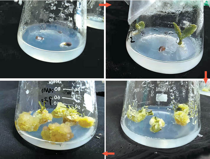 作物研究所油料作物实验室,探访科研人员如何利用红花子叶节为外植体