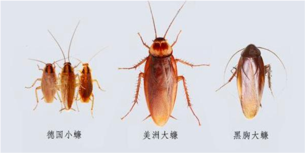 蟑螂别名蜚蠊 常见的三种_腾讯新闻