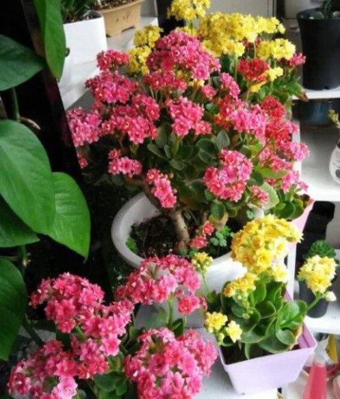 长寿花常年开花少?老花匠教你两招,花苞"呼呼长",轻松开爆盆