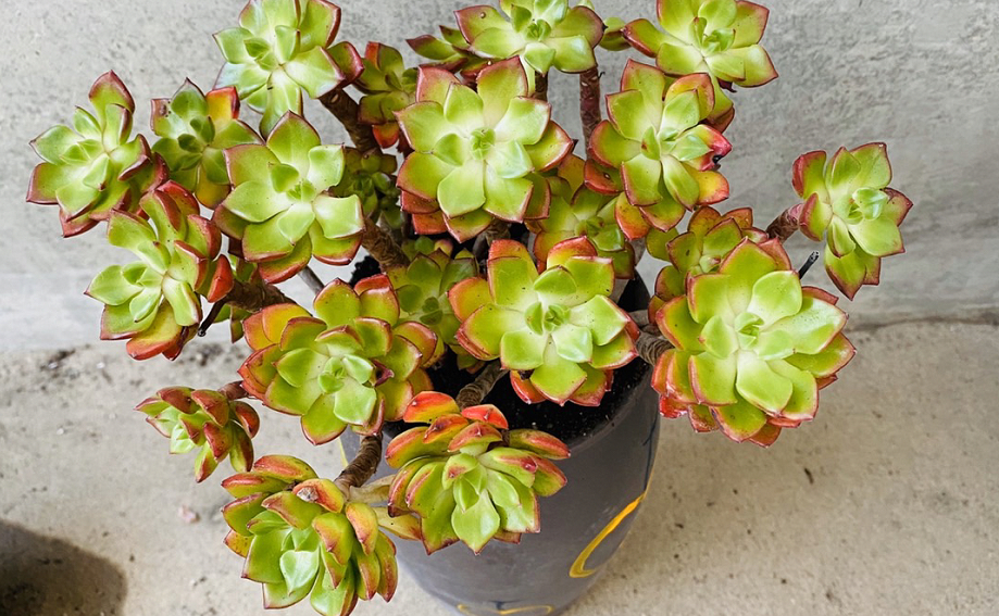 为什么建议大家居家盆栽火焰蒂亚全因这款多肉有3大亮点