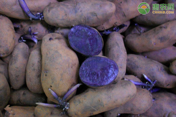 黑土豆什么品种最好
