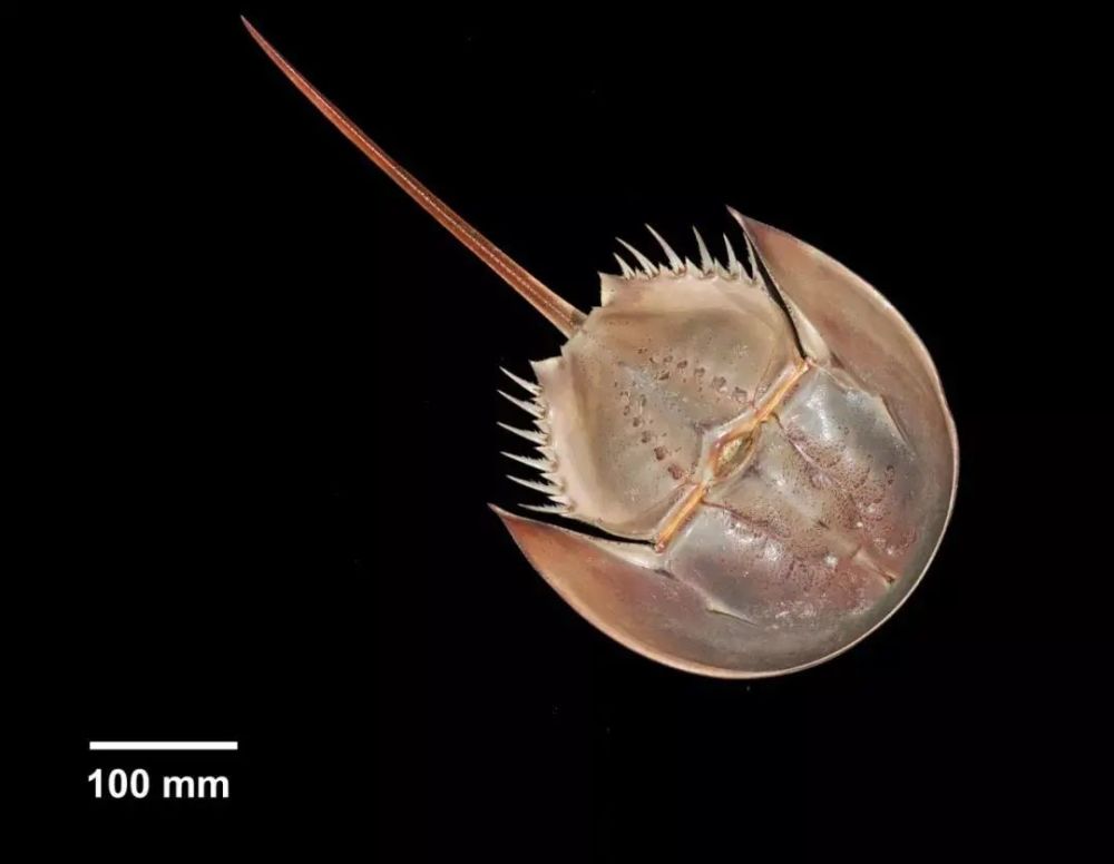 鲎保护等级不断升级,终究到底还是为了保护"鲎族"资源.