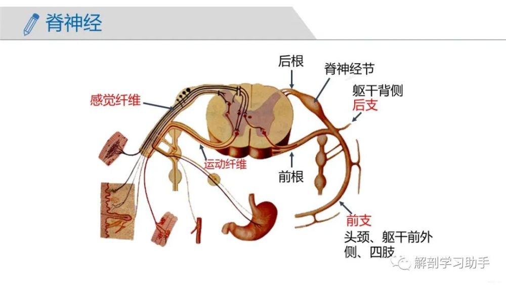 人體解剖學課件周圍神經系統脊神經