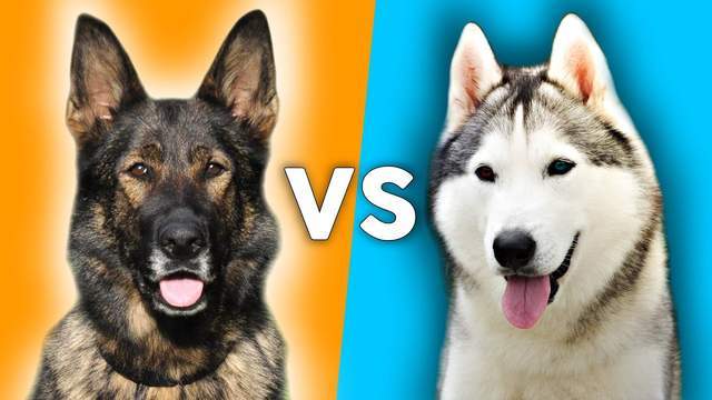 德国牧羊犬vs哈士奇,谁的战斗力更强?