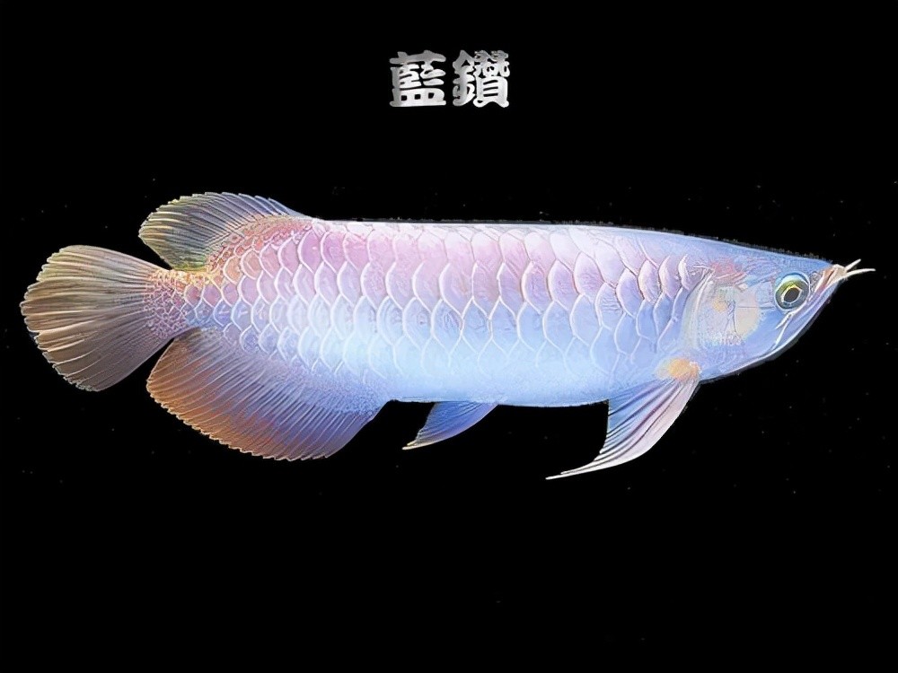 龍魚,是一種古老的原始淡水魚類,原產於馬來西亞