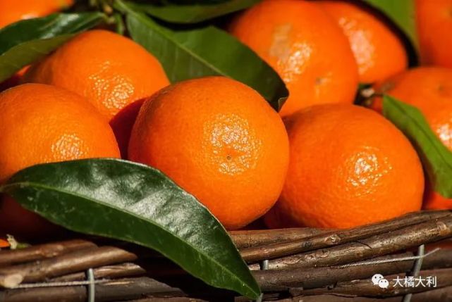 第二章广西柑橘的主要种类与品种