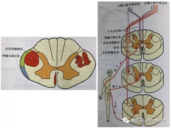 脊髓的解剖和脊髓損傷定位診斷