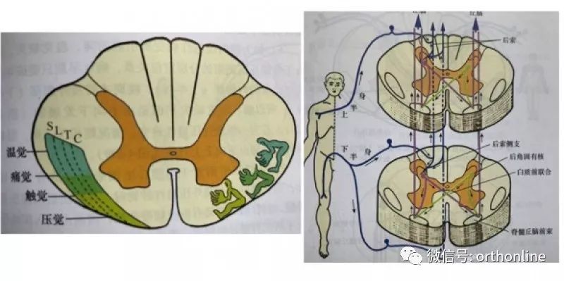 位于侧索的前部,脊髓小脑前束的内侧,位置为后根外侧部后角灰质白质前