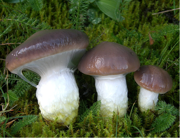 荒野维生野菜系列粘铆钉菇