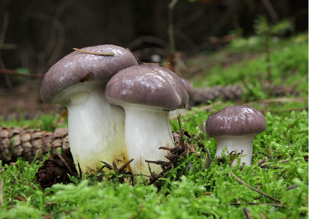 荒野维生野菜系列粘铆钉菇