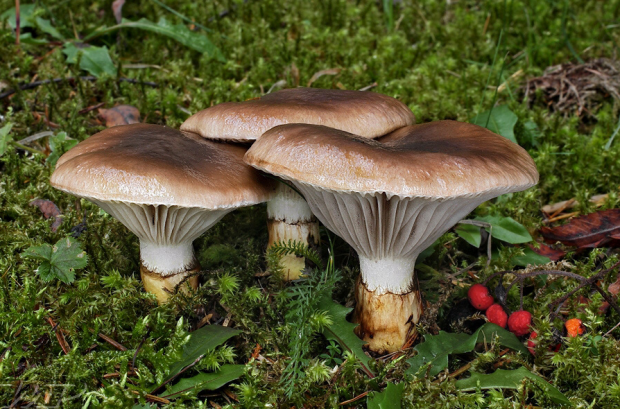 荒野维生野菜系列粘铆钉菇