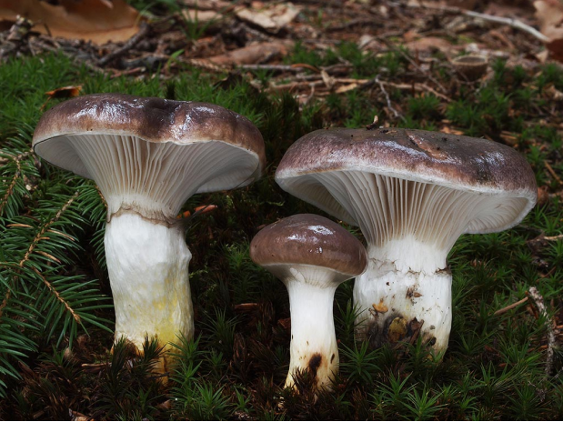 荒野维生野菜系列粘铆钉菇