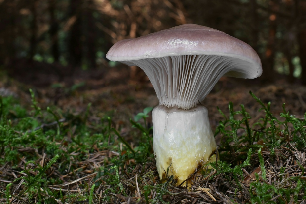 荒野维生野菜系列粘铆钉菇