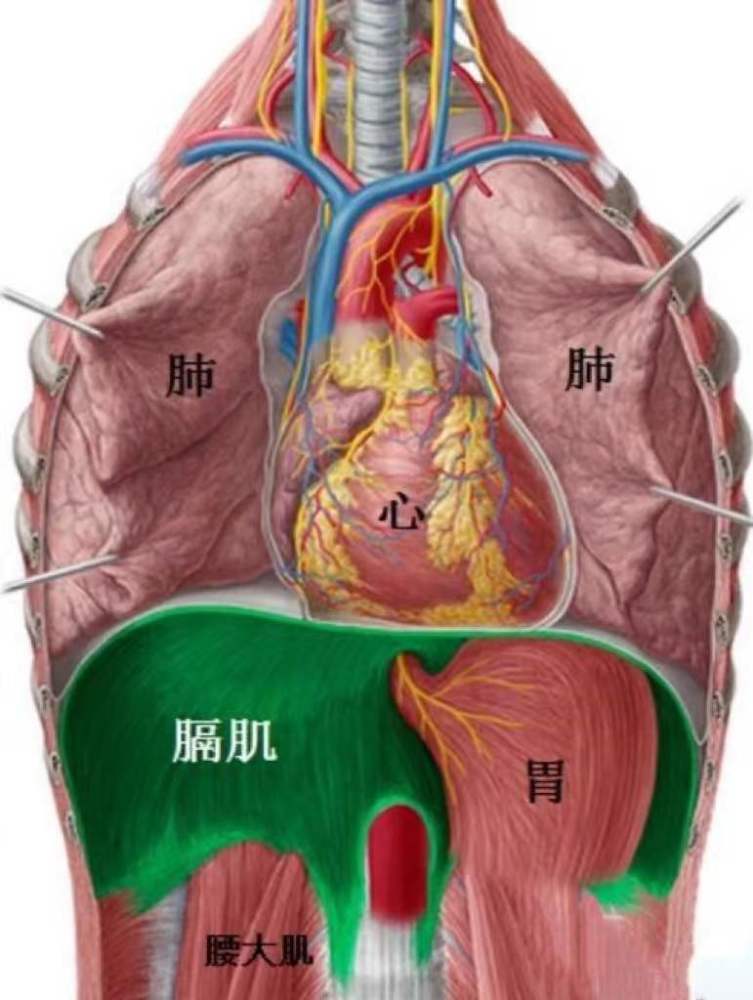 产后胸闷气短肋骨外扩咋回事专家留意胸腔脏器可能未归位