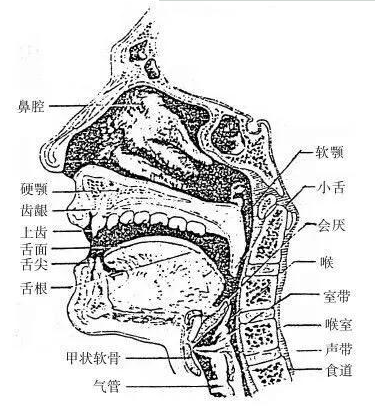 一直學不會的混聲看完這篇文章後秒懂輕鬆唱出好聲音