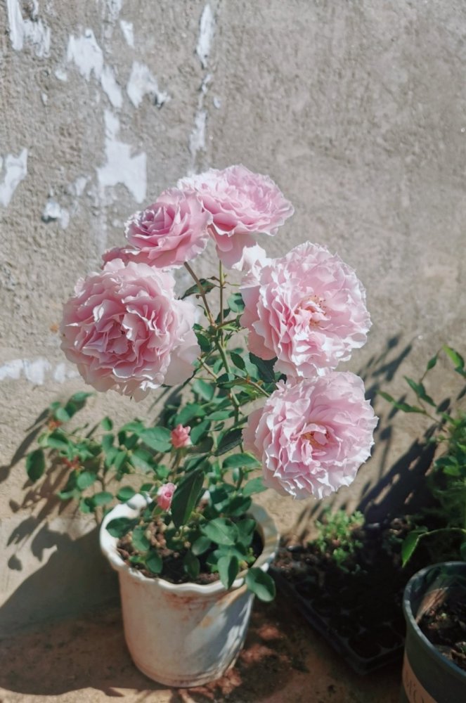 月季界的仙女蜻蜓花色美香氣濃四季花開陽臺也能養