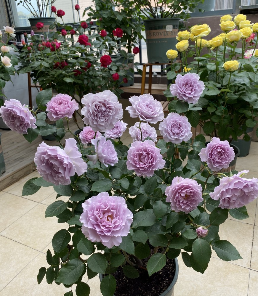 月季界的仙女蜻蜓花色美香气浓四季花开阳台也能养