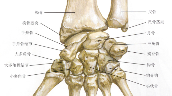 乾貨觸診解剖腕手骨