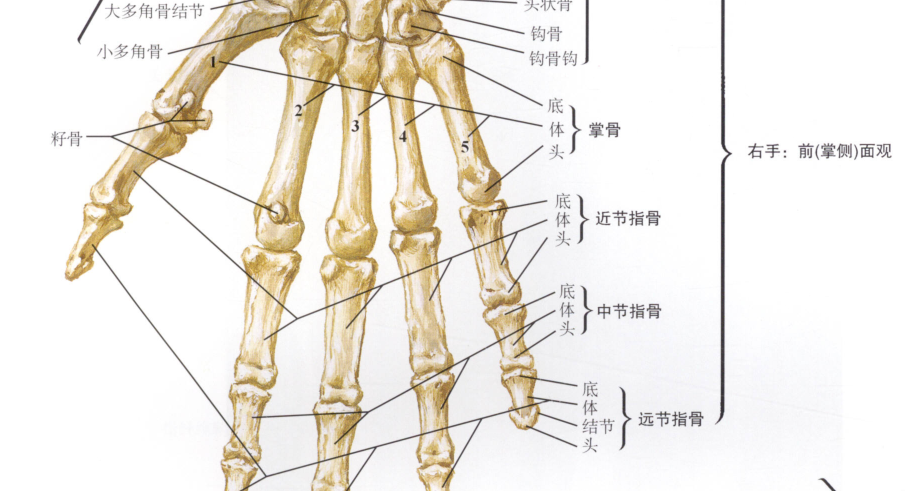 乾貨觸診解剖腕手骨