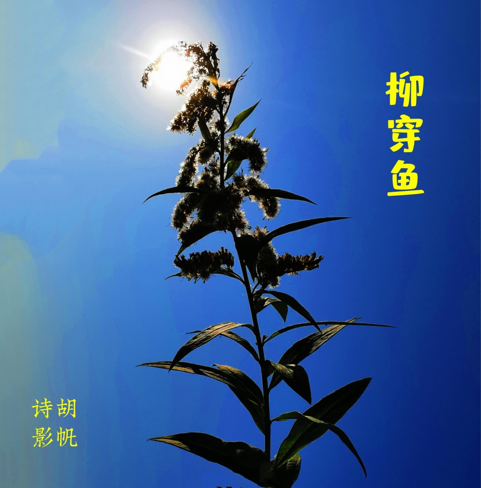 柳穿鱼花语_腾讯新闻