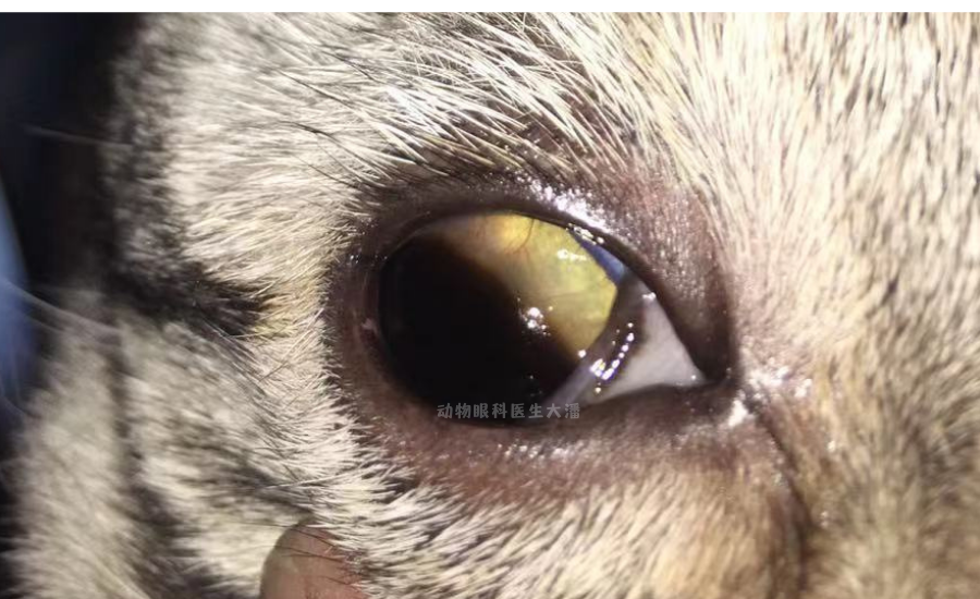 震惊了巨大角膜腐骨保守治疗后痊愈