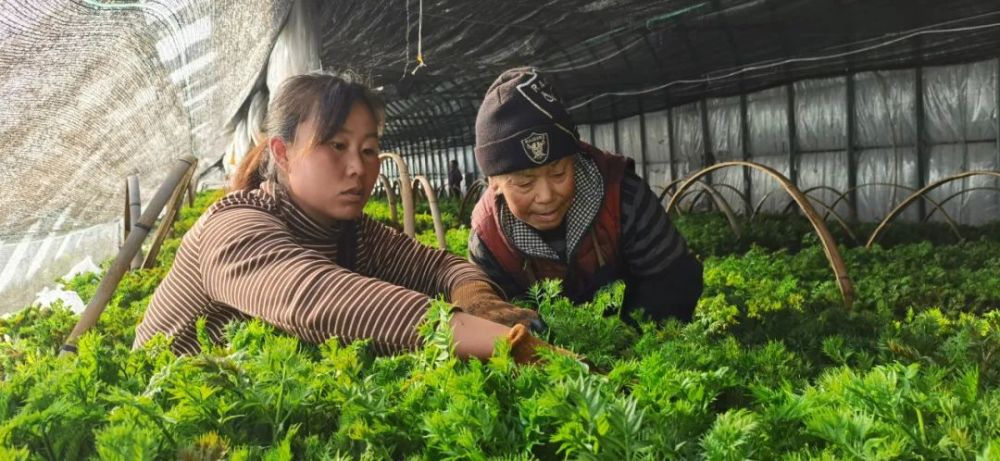 小康圆梦 反季山野菜大棚育出农民 致富梦 腾讯新闻