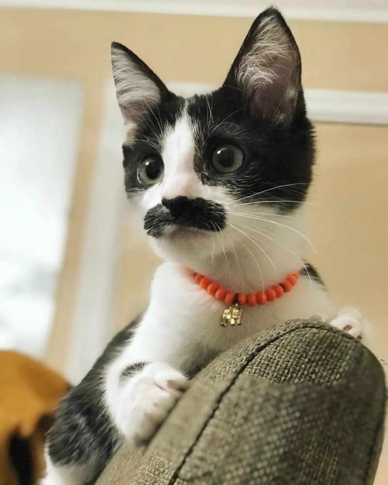 猫趣因为长了嘴一字胡奶牛猫无人领养却因祸得福成了网红