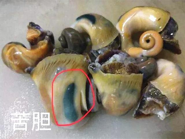 海螺的尾部其实是海螺消化系统集中的地方,它的胃,肝脏,性腺都集中在