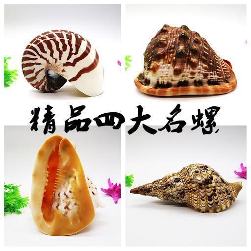 这两种海螺不能吃,你知道吗?_腾讯新闻