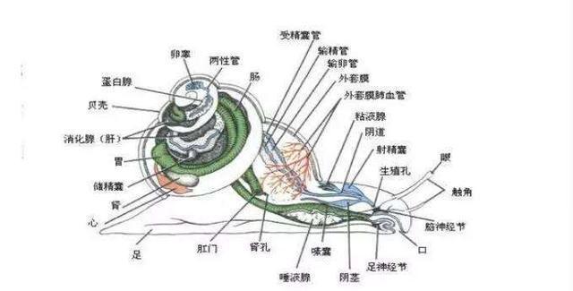 海螺解剖图片