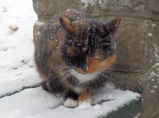 好冷各种猫的冬天取暖方式流浪猫的取暖方式让人看哭了