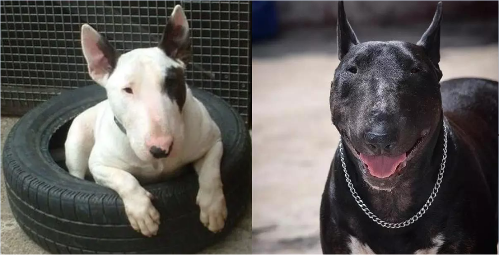 世界十大名犬之五 这些狗子看着凶猛且价格很贵 腾讯新闻