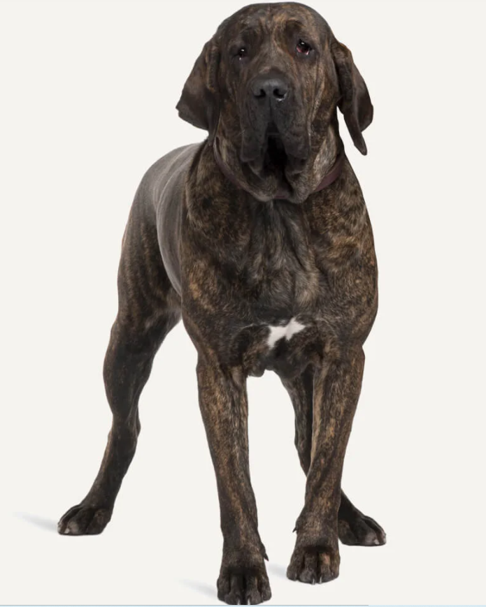 这五种大型犬你认识几个它们是如何繁衍的