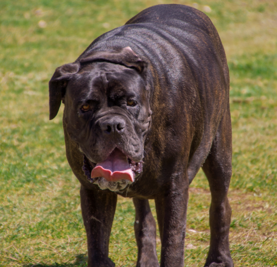 三,那不勒斯獒犬(紐波利頓mastino napoletano)同樣,巴西獒犬也需要在