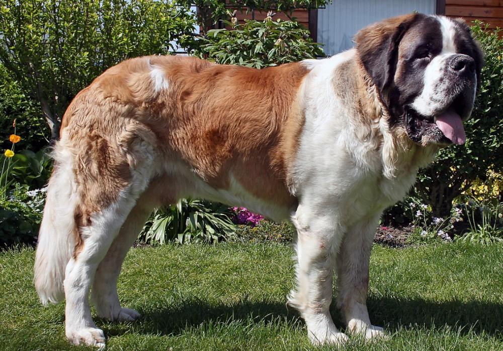 这五种大型犬你认识几个它们是如何繁衍的