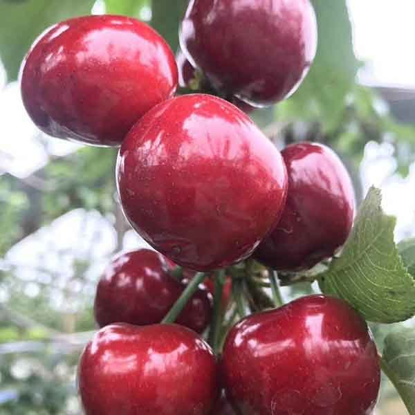 沙王大樱桃品种特点介绍矮化吉塞拉12年沙王樱桃树苗培育