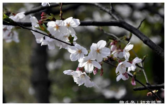 苏曼殊樱花落图片