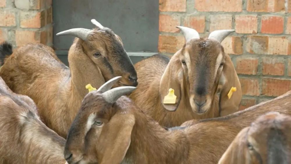 金字招牌羊扬天下简州大耳羊育成记