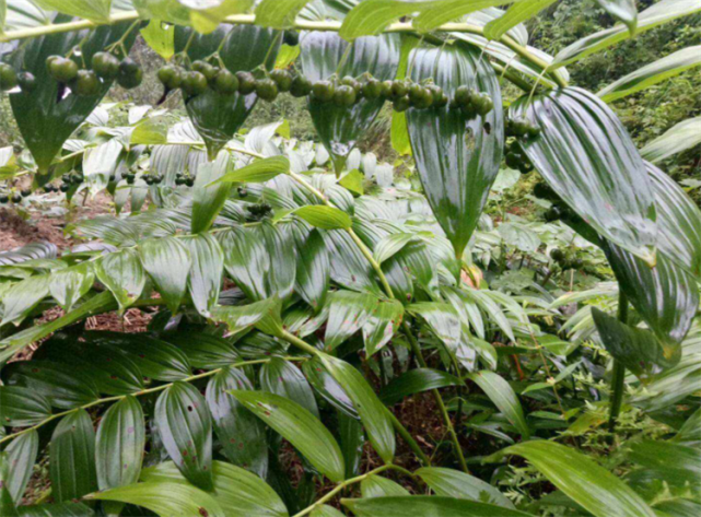 黄精的种植方法并不难家里有个花盆都能种这种名贵本草很好养