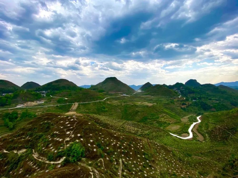 花贡镇引进龙头企业带动花椒种植,做足"九坡一路"万亩椒园文章,共种植