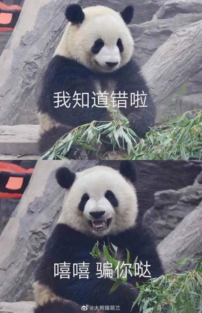 北京動物園微博,北京新聞微信公號,新浪微博大熊貓萌蘭超話等