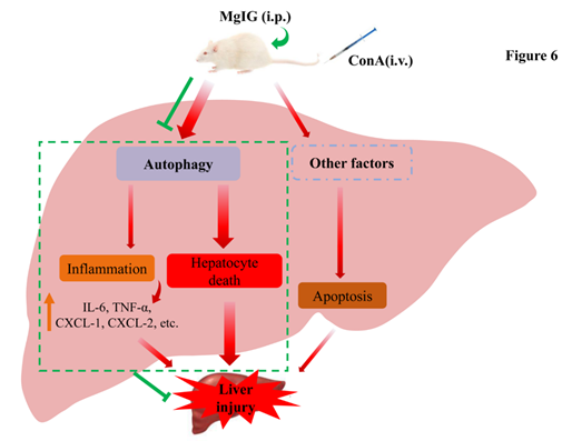 一方面,mgig通過抑制自噬抑制部分炎症因子的表達,減輕炎症反應,間接