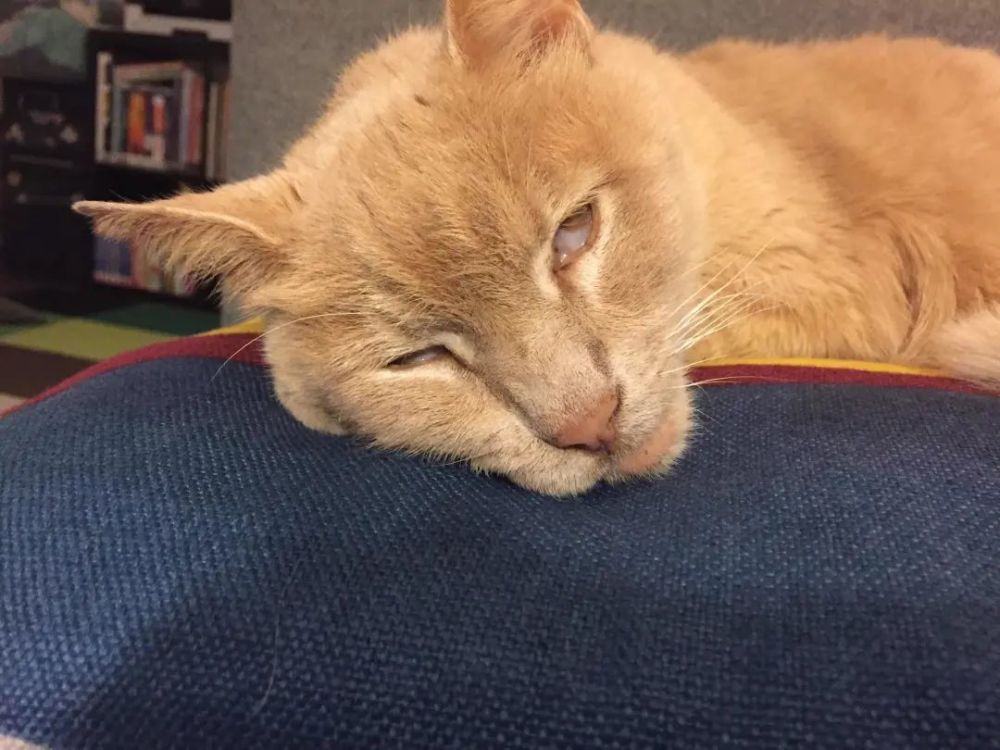 猫咪睡觉为啥会翻白眼?_腾讯新闻