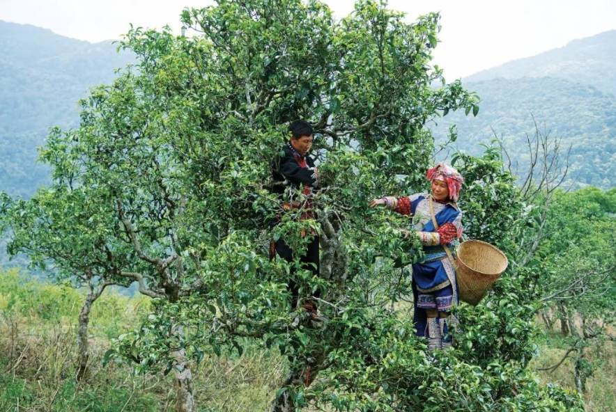 云南的十大古树茶喝过5种以上是老茶客